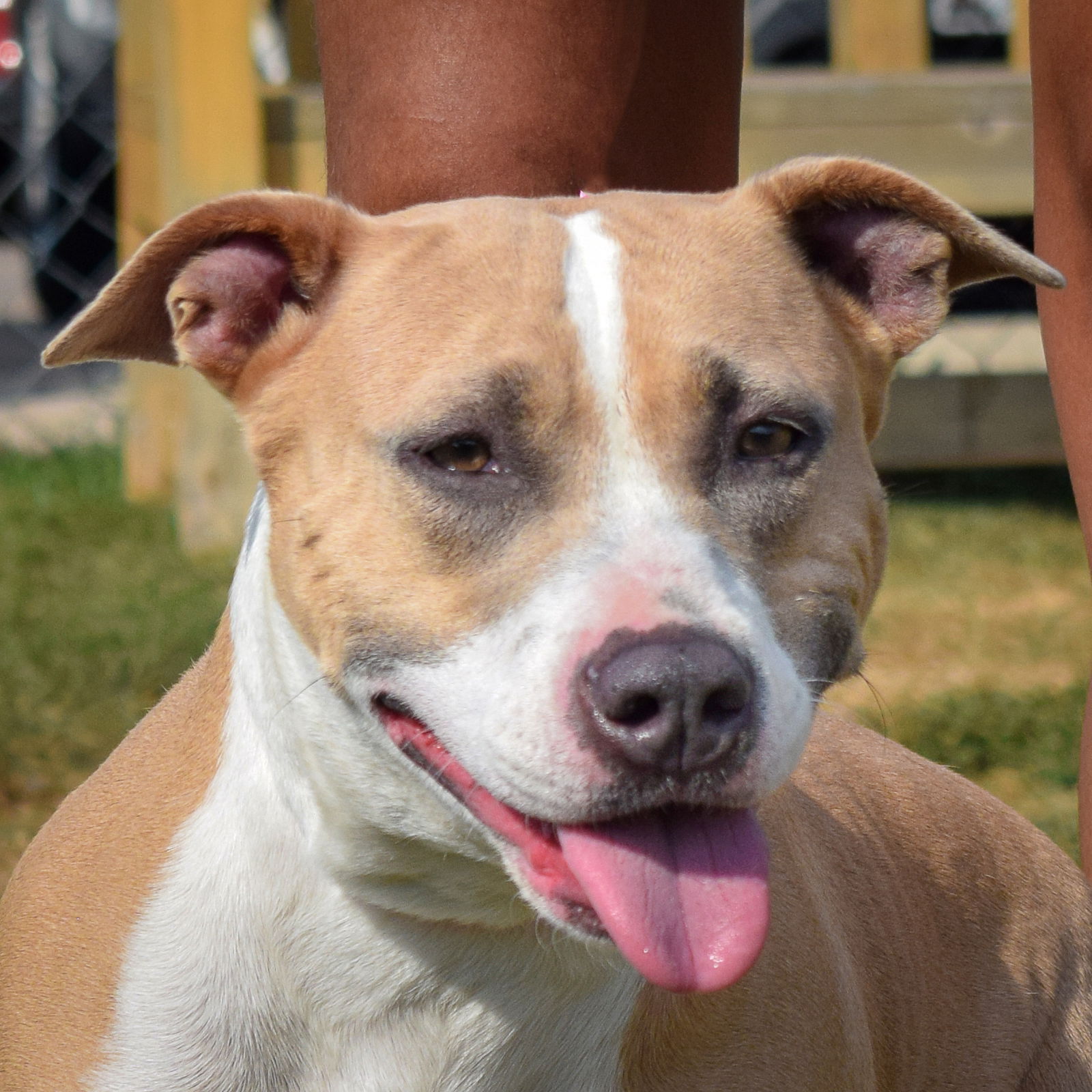 adoptable Dog in Huntley, IL named Cappuccino