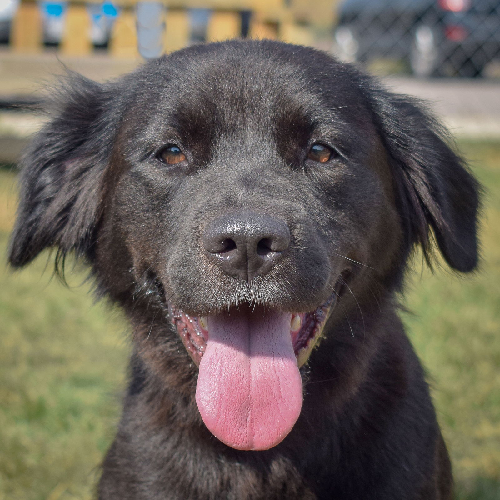 adoptable Dog in Huntley, IL named Dalilah