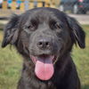 adoptable Dog in , IL named Dalilah