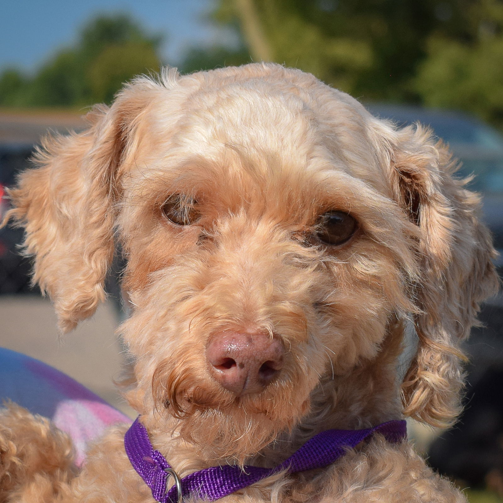 adoptable Dog in Huntley, IL named Ghost