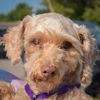 adoptable Dog in , IL named Ghost