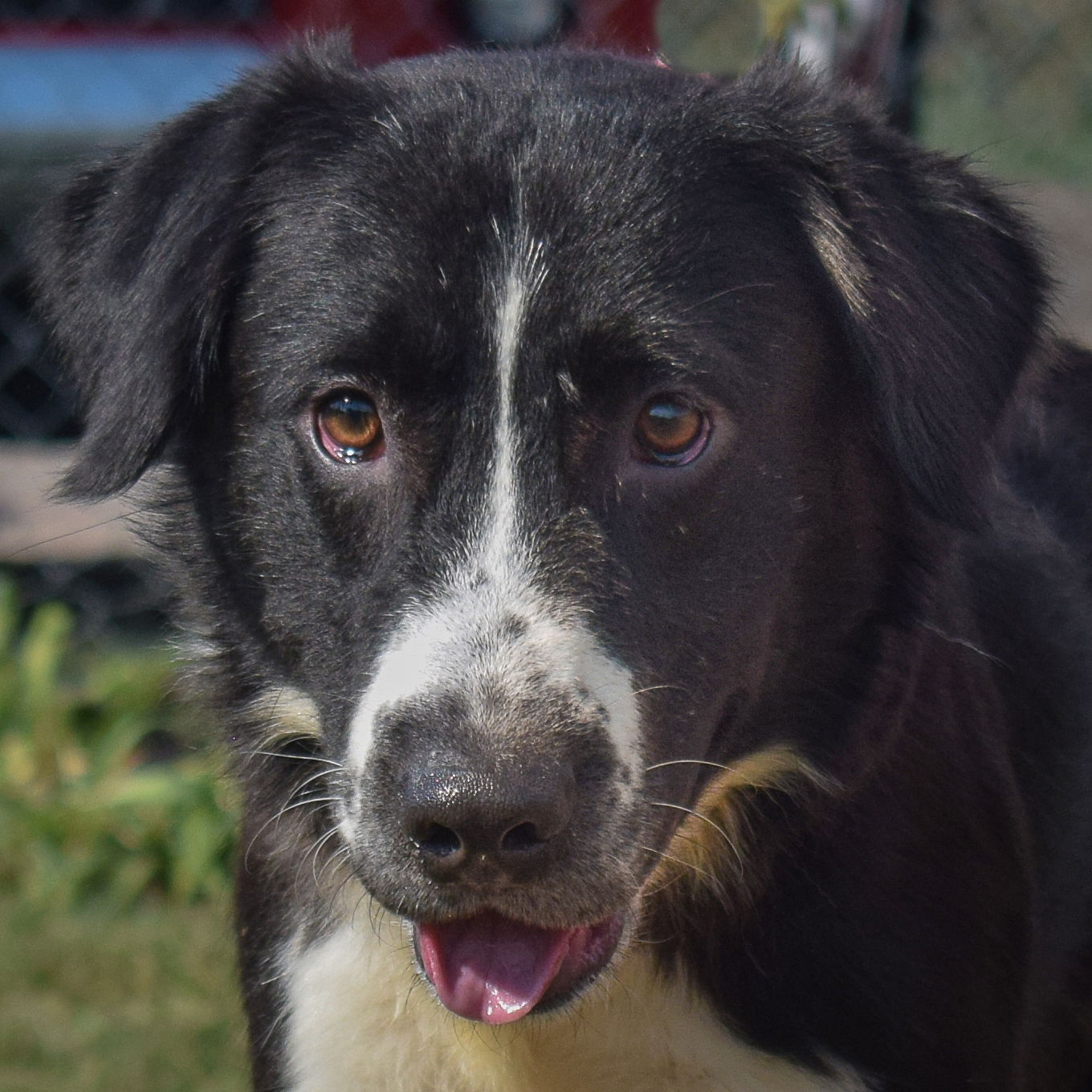 adoptable Dog in Huntley, IL named Harvey