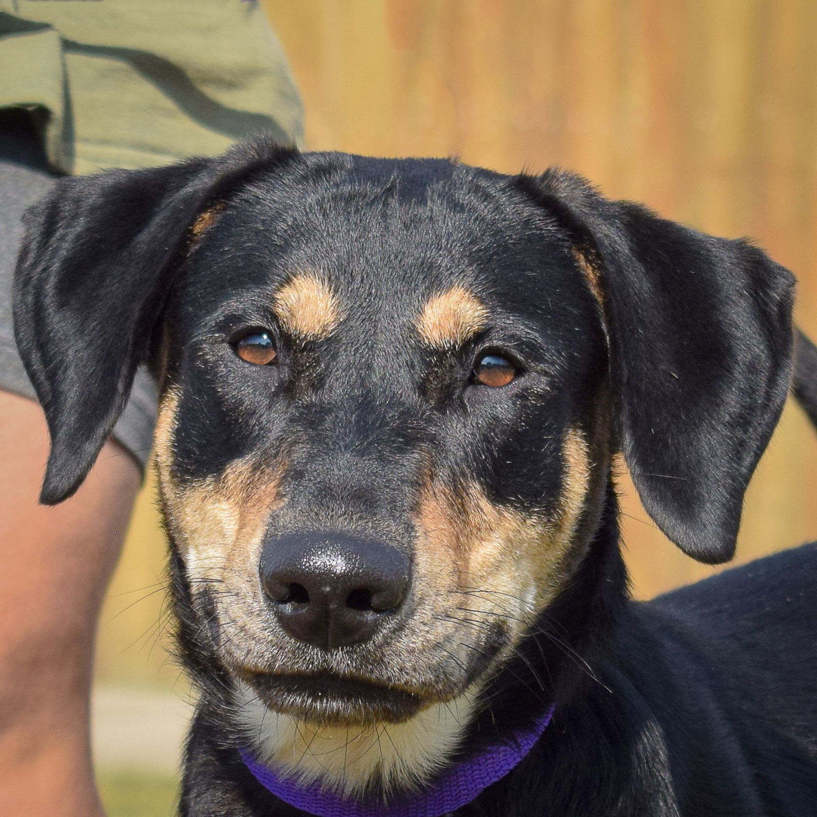 adoptable Dog in Huntley, IL named Lassie