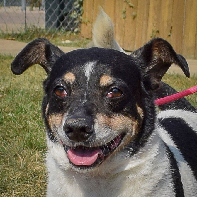 adoptable Dog in Huntley, IL named Oreo