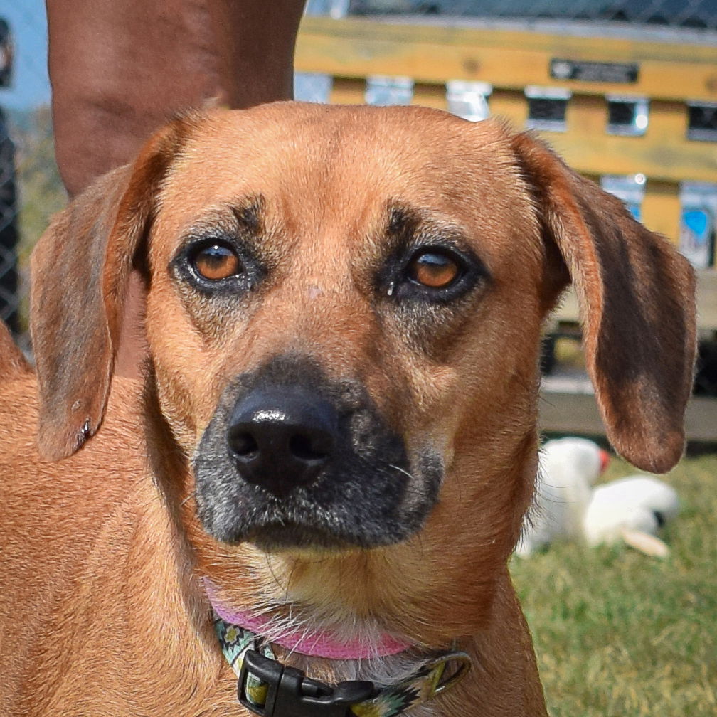 adoptable Dog in Huntley, IL named Sophie