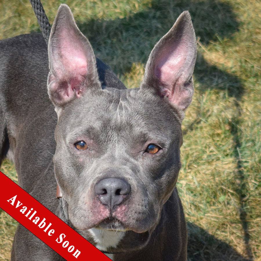 adoptable Dog in Huntley, IL named Lunette