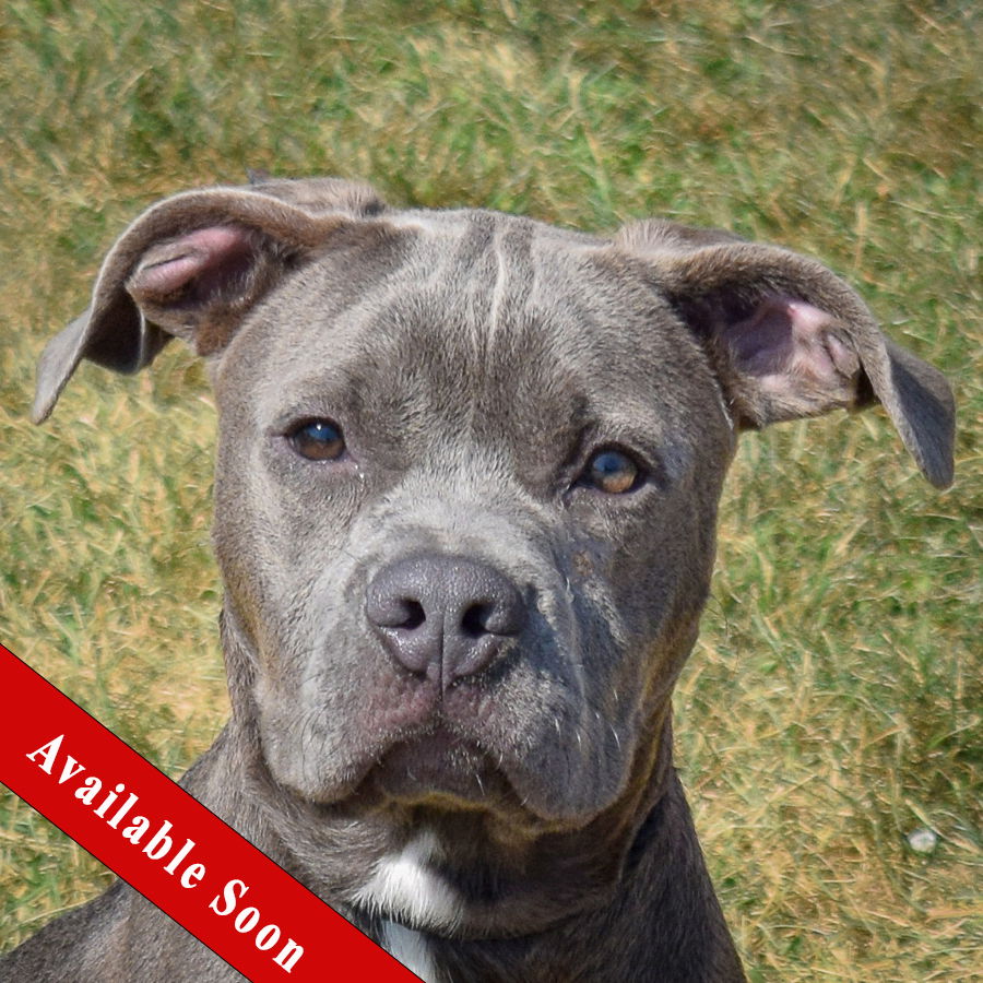 adoptable Dog in Huntley, IL named Bluey