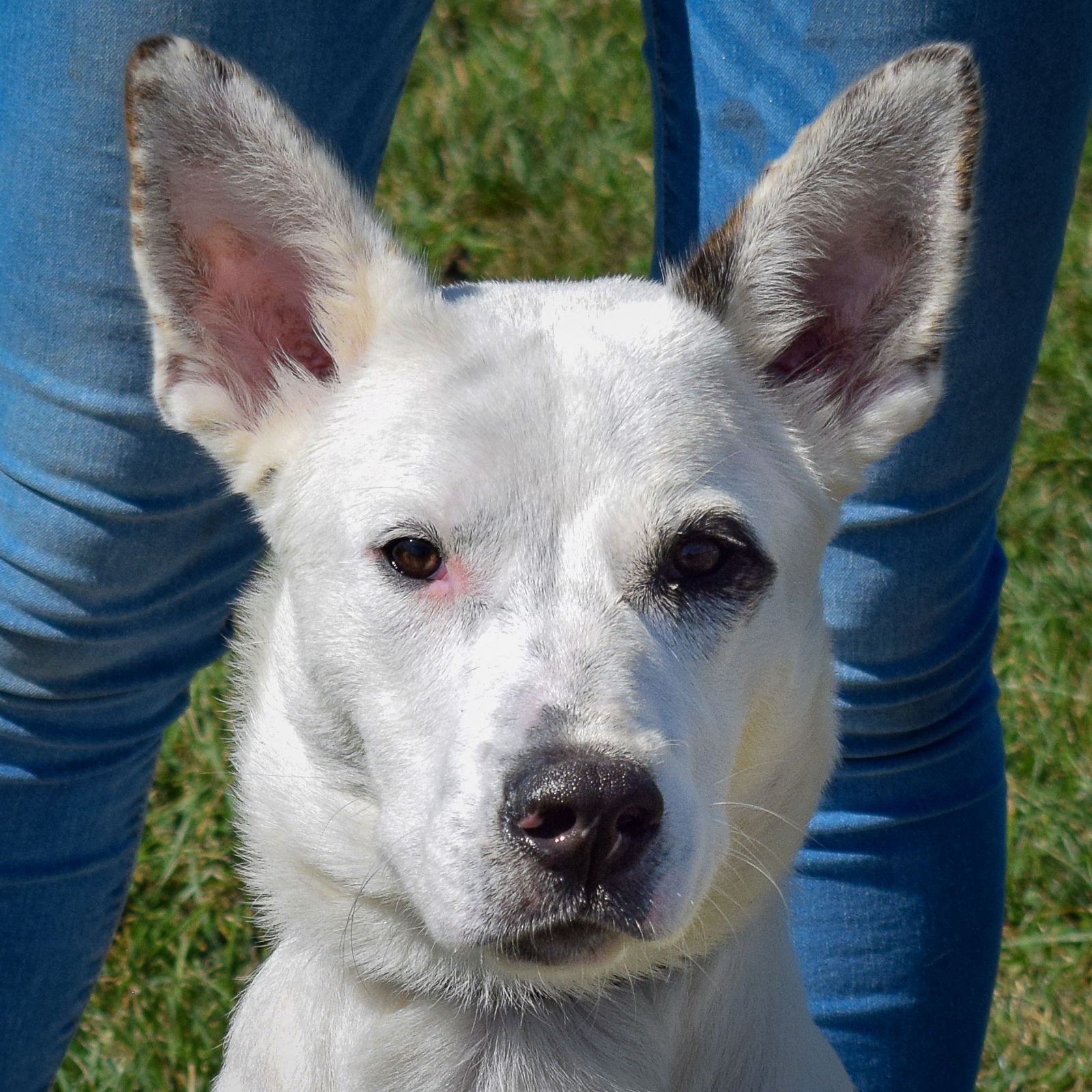 adoptable Dog in Huntley, IL named Casper