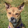 adoptable Dog in , IL named Bonnie