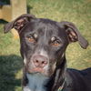 adoptable Dog in , IL named Wesley