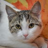 adoptable Cat in , IL named Catalina