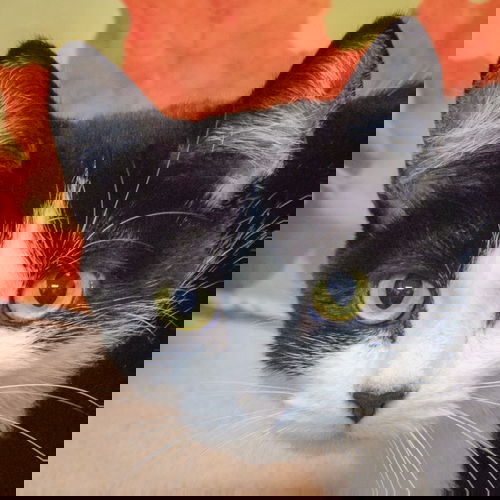 picture of the cat needing adoption