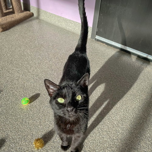 JANUARY - Bombay / Domestic Short Hair available for adoption