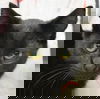 adoptable Cat in  named January