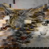 adoptable Cat in huntley, IL named Monday
