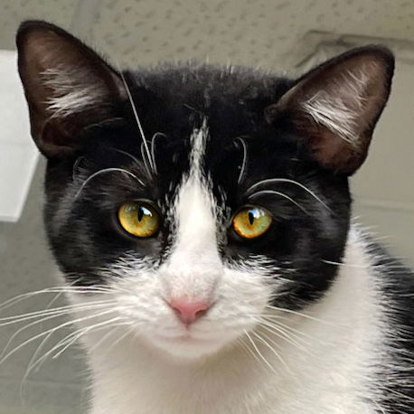 picture of the cat needing adoption