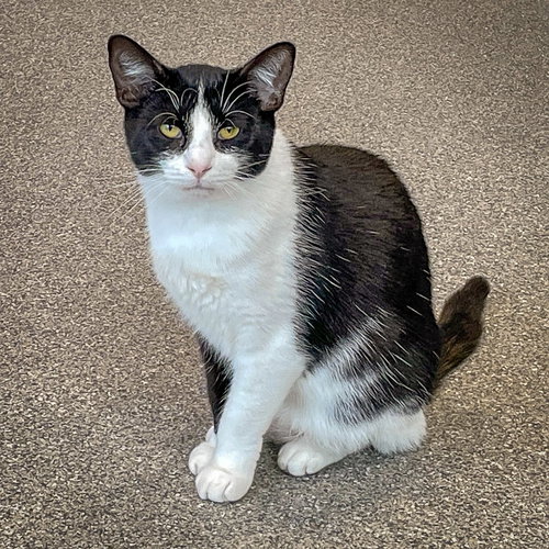 MARCH - Tuxedo / Domestic Short Hair available for adoption