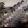 adoptable Cat in huntley, IL named May