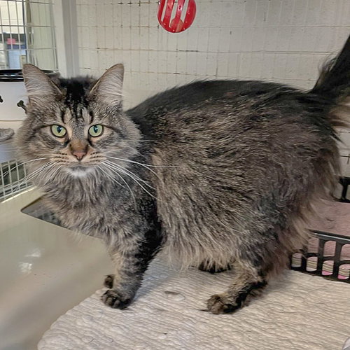 WEDNESDAY - Tabby / Domestic Medium Hair available for adoption