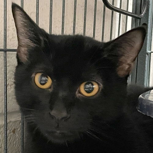 picture of the cat needing adoption