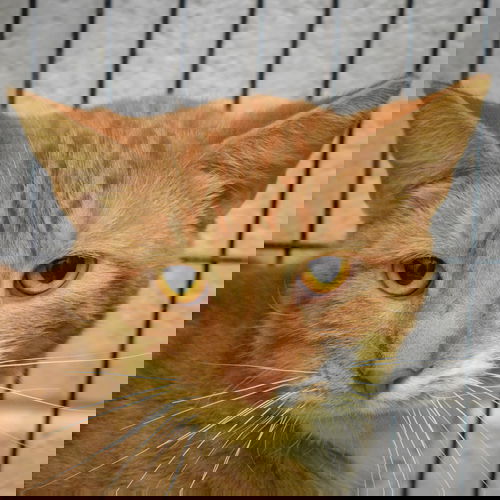 picture of the cat needing adoption