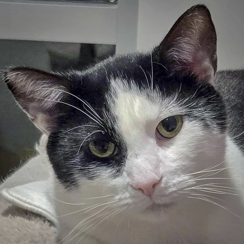 picture of the cat needing adoption