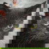 adoptable Cat in  named Virgo