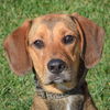 adoptable Dog in , IL named Quille