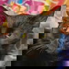 adoptable Cat in  named November