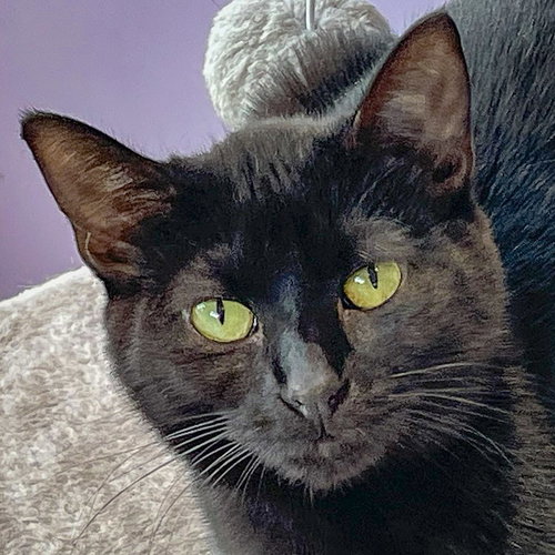 picture of the cat needing adoption