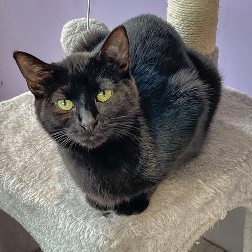 NOVEMBER - Bombay / Domestic Short Hair available for adoption