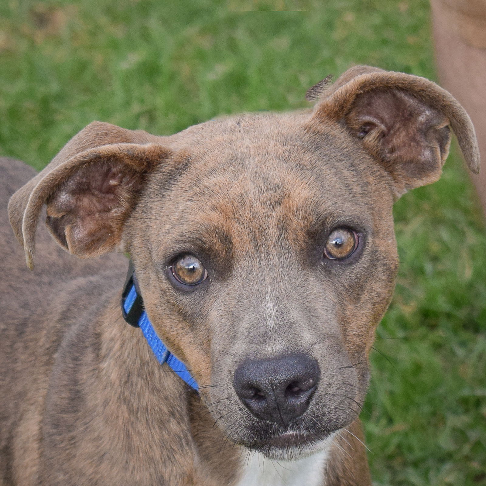 adoptable Dog in Huntley, IL named Tipper