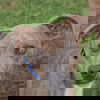 adoptable Dog in huntley, IL named Tipper