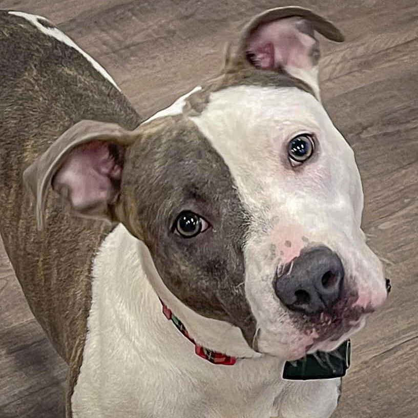 adoptable Dog in Huntley, IL named Carter