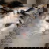 adoptable Cat in  named Friday