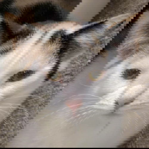 picture of the cat needing adoption