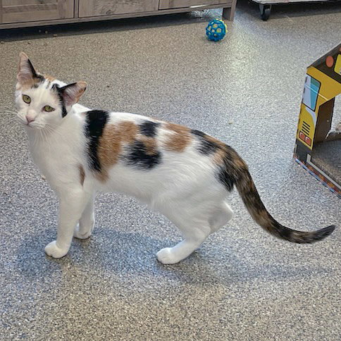 FRIDAY - Calico / Domestic Short Hair available for adoption