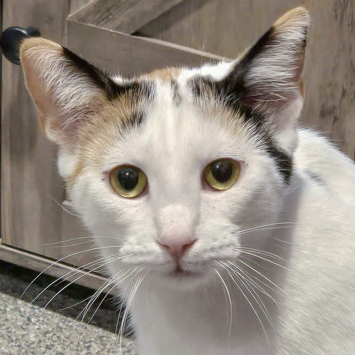 picture of the cat needing adoption