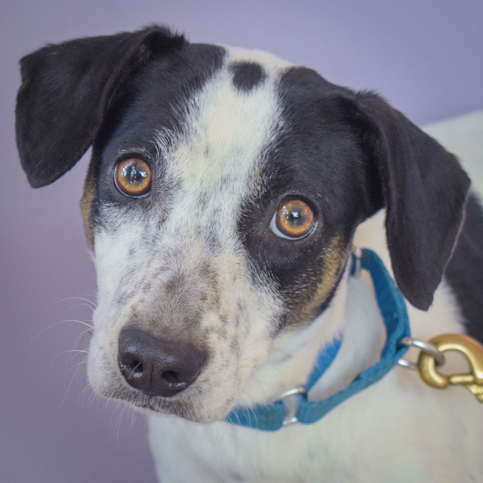 adoptable Dog in Huntley, IL named Oralia