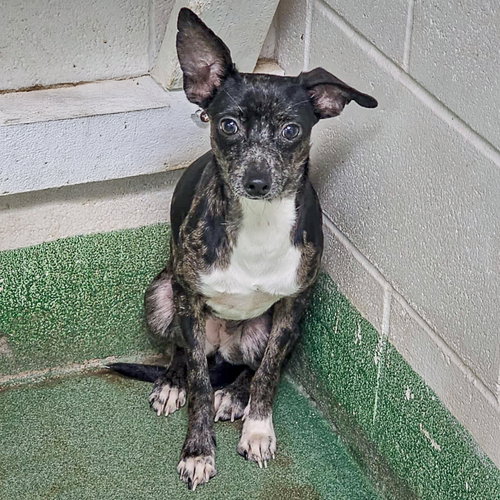 FLO - Chihuahua / Italian Greyhound available for adoption