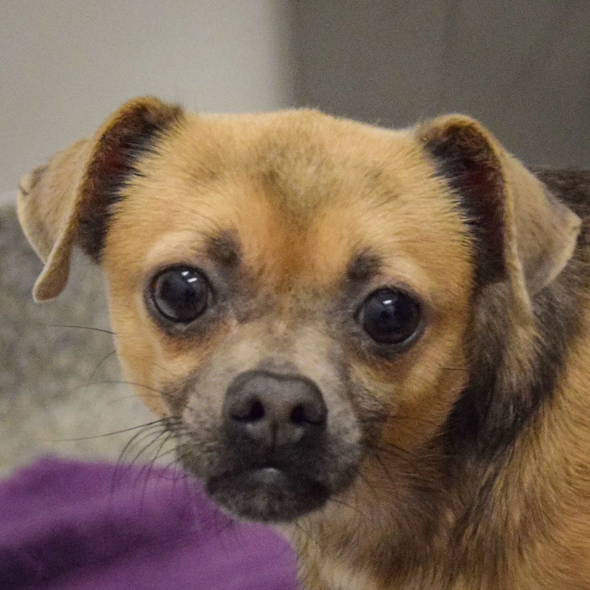 Zia - Chihuahua