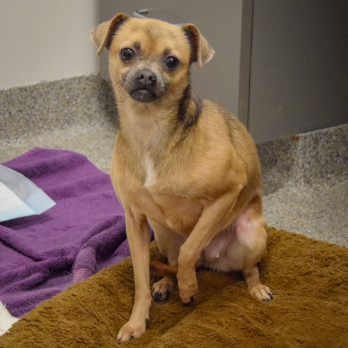 ZIA - Chihuahua / Pug available for adoption