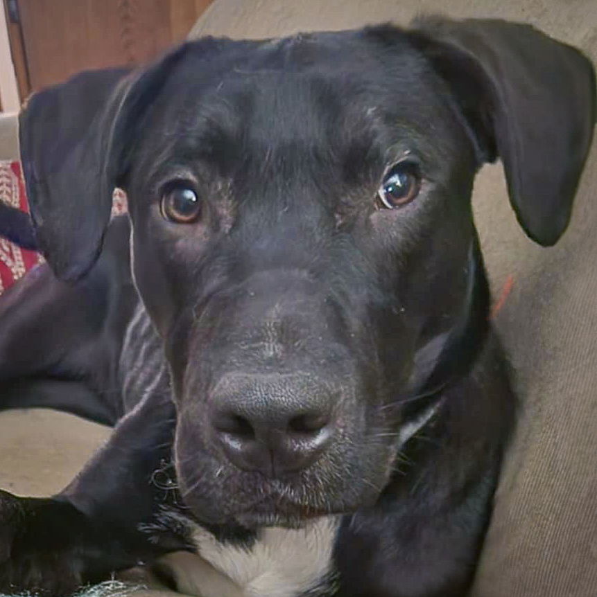 adoptable Dog in Huntley, IL named Jordan