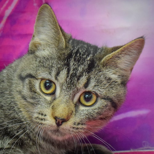 picture of the cat needing adoption