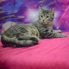 Tater Tot - Photo 5