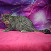 Tater Tot - Photo 6