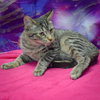 Tater Tot - Photo 7
