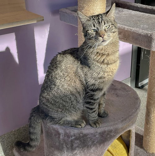TATER TOT - Tabby / Domestic Short Hair available for adoption