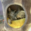 Tater Tot - Photo 3