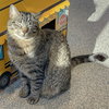 Tater Tot - Photo 4